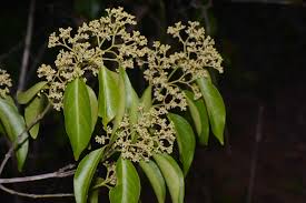 Image result for Hippocratea