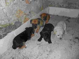 Sono accompagnati infatti da una grande personalità, che a volte non è sempre facile da gestire. Ammissione Teoria Indomabile Cani Bastardini Di Piccola Taglia In Regalo Amazon Agingtheafricanlion Org