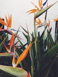 Orange Bird Of Paradise Houseplant Birds Of Paradise Photo Brendan Kramer Birds Of Paradise Flower Birds Of Paradise Plant Paradise Plant