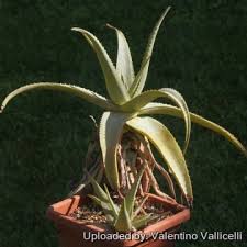Image result for Aloe plowesii