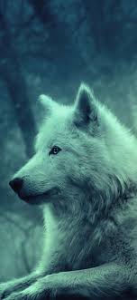 ❤ get the best wolf wallpaper hd on wallpaperset. White Wolf In 2021 Wolf Wallpaper Wild Animal Wallpaper Animals
