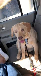 We are happy to announce the birth of a beautiful litter of snow white english labrador retriever puppies on saturday june 5, 2021. Labrador Retriever Puppies For Sale Charlotte Nc 349875