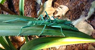 Image result for Mostuea batesii