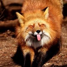 Funny ipad wallpapers (78 wallpapers). Funny Ipad Pro 12 9 Retina For Parallax Wallpapers Hd Desktop Backgrounds 3415x3415 Images And Pictures
