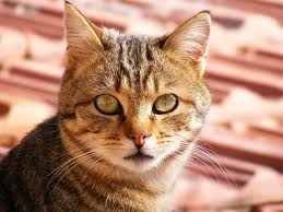 Common reasons for getting a cat x ray. Veterinary Digital X Ray Equipment Dr Cr Portable X Ray Ultrasound