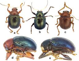 Species composition and diagnoses of leaf- and fruit-scarring beetles  (Coleoptera, Chrysomelidae) infesting bananas and plantains (Zingiberales,  Musaceae) in the Indian subcontinent