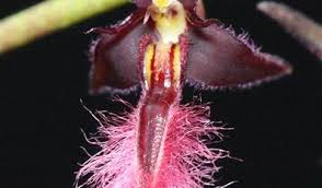 Image result for Bulbophyllum saltatorium
