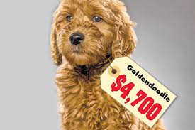 How much does a goldendoodle cost? Covid 19 Is Sending Pedigree Puppy Prices Through The Roof