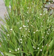 Image result for Aneilema lanceolatum