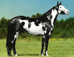 Black And White Paint Horses For Sale In Kentucky Stallion Directory Horses Horse Breeds American Paint Horse