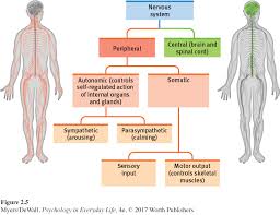 What are the two major nervous systems of the human body. Pel4e Ch2