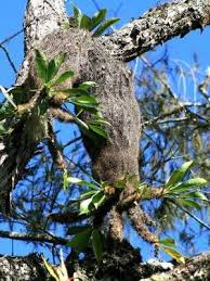 Image result for Xerophyta schlechteri