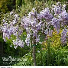 Create or edit a post or page you wisteria supports featured images on blog posts and pages. Wisteria Standard Van Meuwen