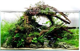In this method by using an inert coin it can be placed directly onto the moss to weigh it down. Aquarium Wood A Complete Guide To Preparing And Installing Driftwood Fish Care