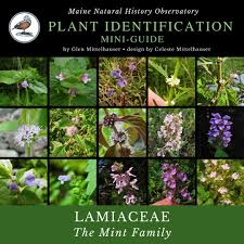 Image result for Lamiaceae