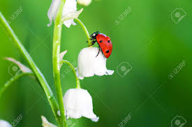 Trouvez les muguet images et les photos d'actualités parfaites sur getty images. La Coccinelle Est Assis Sur Une Fleur De Lys De La Vallee Banque D Images Et Photos Libres De Droits Image 24169969