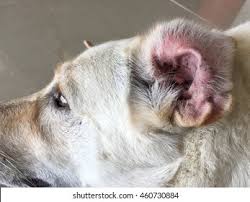 Image result for mold in the ear dog