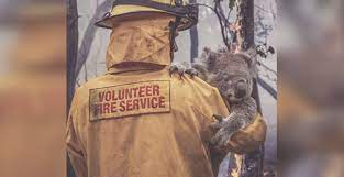 An Estimated 480 Million Animals Have Died In Australia S Bush Fires Mapped