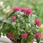 An annual is a plant that lives and dies in one growing season. Pentas Plant Care How To Grow Pentas Flowers