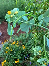 Image result for Senna obtusifolia