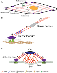 Diagram showing the location of vascular smooth muscle cells. Vascular Smooth Muscle Cell Adhesions A Top View Of A Vscm With Dense Download Scientific Diagram