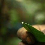 Image result for Clitandra cymulosa