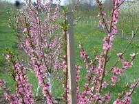 NH Fruit Growers Twilight Meeting & Annual Harvest Party