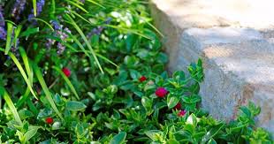 Look at five good choices and seven to perhaps avoid. Flowering Groundcovers Plants For Sun Shade And Fast Growth Australian House And Garden