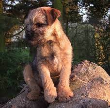C'est un vrai plaisir d. Chiot Elevage Vlatipa Eleveur De Chiens Border Terrier