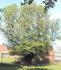 Weitere ideen zu haus umbau, haus küchen, moderne küche. Alte Ulme In Ladeburg Bei Bernau In Barnim