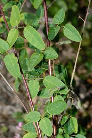 Image result for Grona adscendens