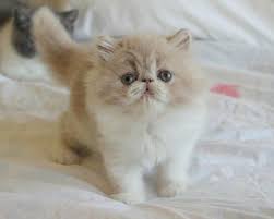 Pin On Persians And Exotics