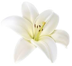 Beautiful White Flower Png Clipart Image White Flower Png Photoshop Flowers Lilies Drawing