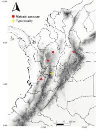 Image result for Malaxis schliebenii