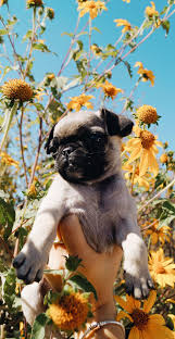 Pug Puppy Flower Wallpaper Tumblr Dog Wallpaper Pugpuppies Cute Dog Wallpaper Puppy Wallpaper Dog Wallpaper Iphone
