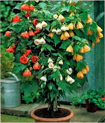 Image result for Abutilon sp.no.1