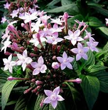 Image result for Pentas longiflora