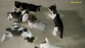 Maybe you would like to learn more about one of these? 3 Arti Mimpi Melihat Kucing Mati Menurut Islam Youtube