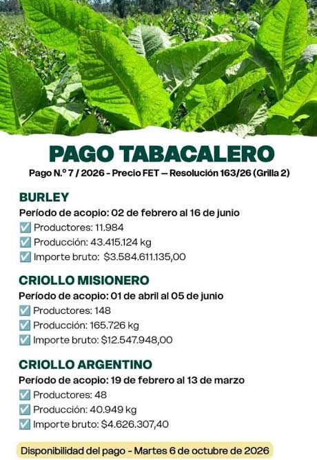 M�s de 12 mil familias tabacaleras recibir�n un nuevo pago del FET por $3.601 millones - Canal Doce Misiones