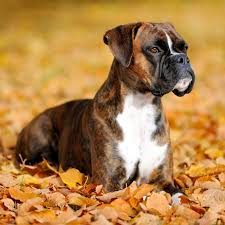 See more ideas about boxer puppies, boxer, puppies. Boxer Puppies For Sale Available In Phoenix Tucson Az