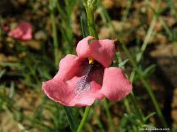 Image result for ostruhatka