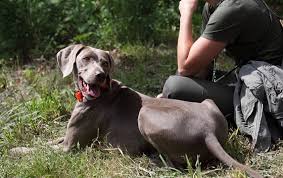 Image result for výmarský krátkosrstý ohař