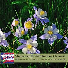 Image result for Aquilegia pompom mix