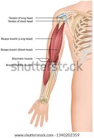 Feel free to browse at our anatomy categories and we hope you can find your inspiration here. Shutterstock Puzzlepix