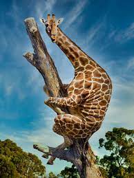 We did not find results for: Giraffe Climbing A Tree Wallpaper Wallery