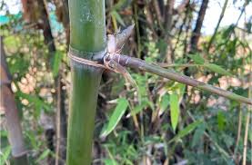 Image result for Bambusa balcooa