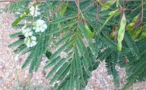 Image result for Acacia angustissima