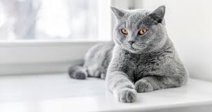 Lymphoma is by and large the most common cancer that affects cats, although there are other types of feline cancers that can affect domestic cats. Acute And Chronic Feline Kidney Failure How Long Can Your Cat Live Petlifeca