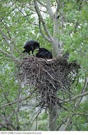 Birds And Their Nests Pictures With Names Raven S Nest Black Bird Crows Ravens Crow