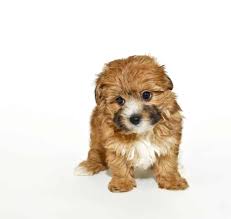 The yorkie poo is naturally affectionate and calm, making her a suitable companion for families, singles and elderly folk. 7 Things You Need To Know About The Yorkipoo Animalso